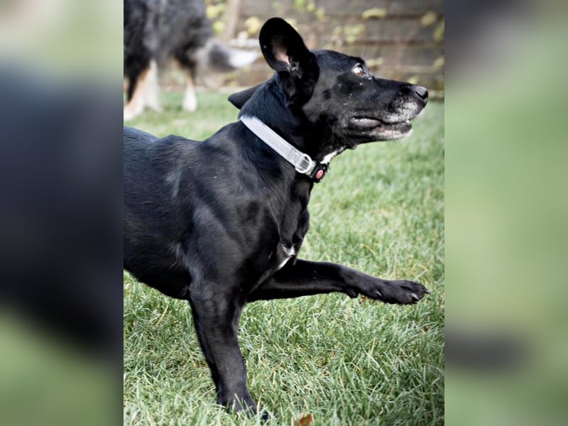 Gisi (auf Pflegestelle in Ibbenbüren)!