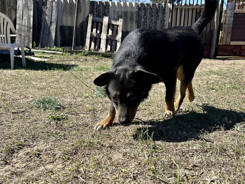 Traumhund Mukki