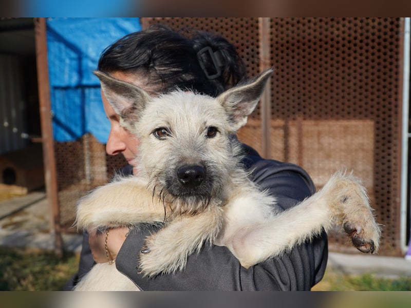 Fritzi (25 cm) wünscht sich ein schönes Leben mit viel Liebe!