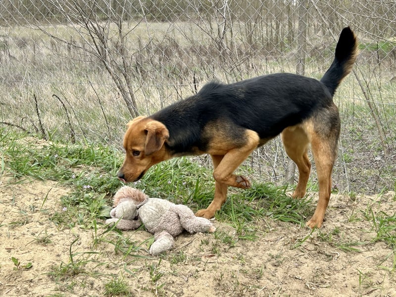 Verspielter, kuscheliger Felix sucht sein Zuhause!
