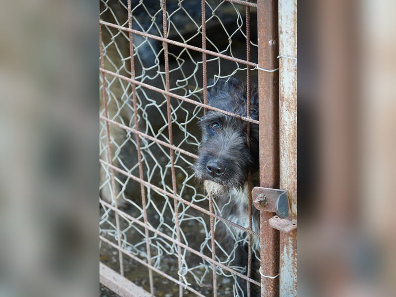 Liebe Moni sucht ihr Zuhause.