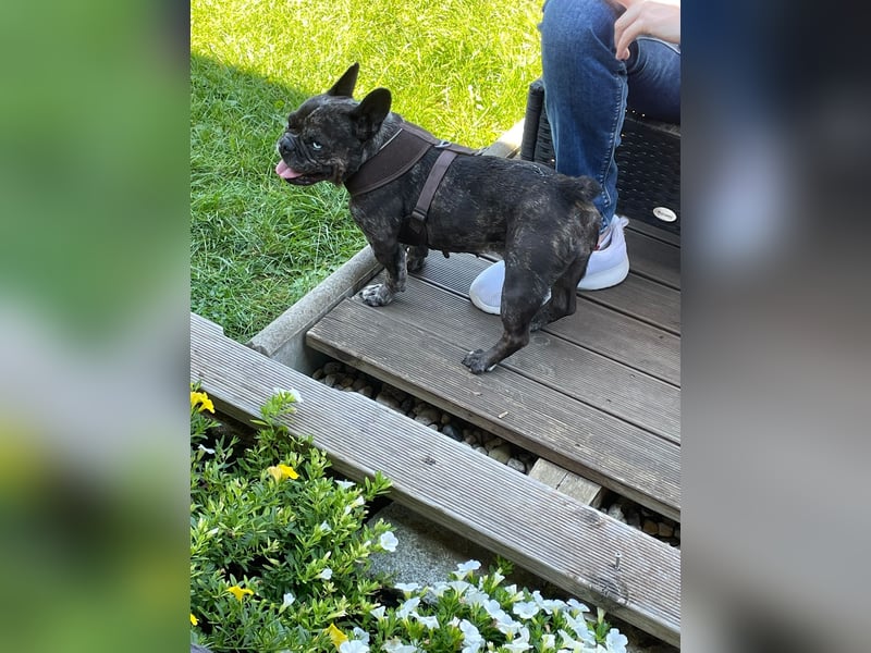 Daisy möchte wieder ein Zuhause haben (Auf Pflegestelle in Bremen).