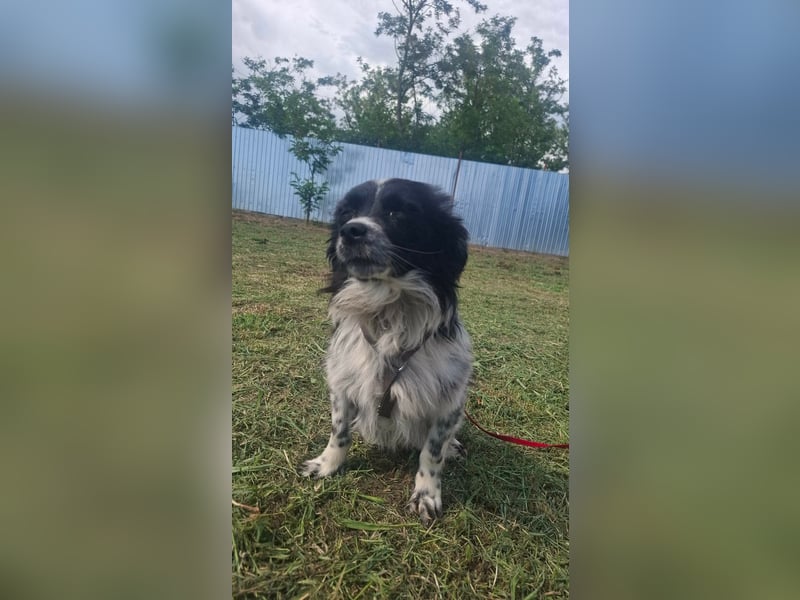 Traumhund Stracciatello