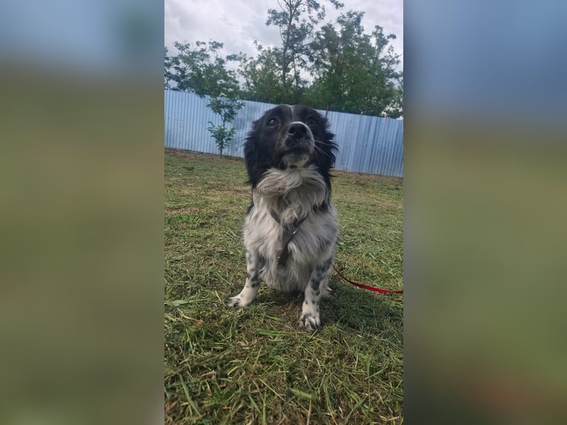 Traumhund Stracciatello