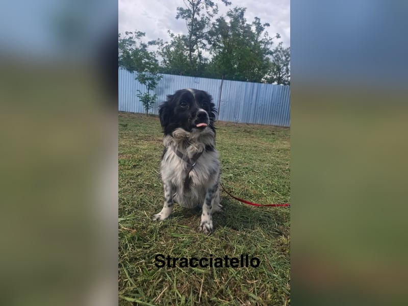 Traumhund Stracciatello