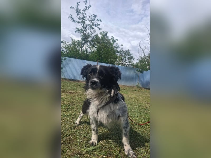 Traumhund Stracciatello