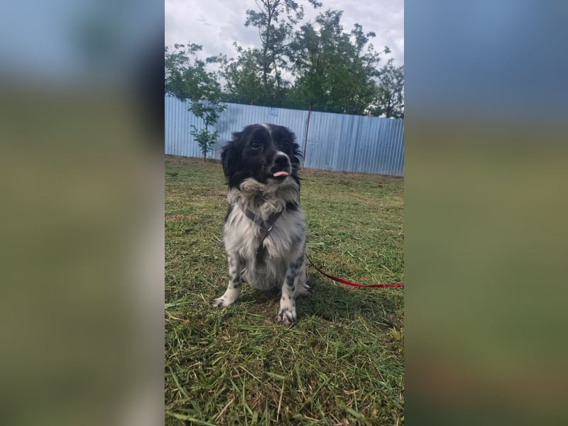 Traumhund Stracciatello