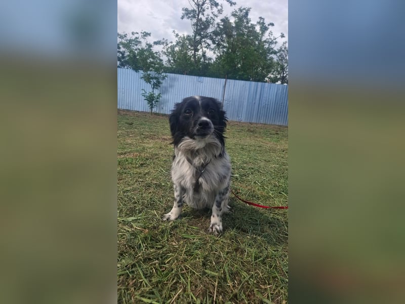 Traumhund Stracciatello