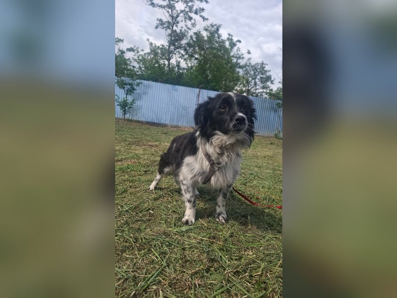 Traumhund Stracciatello