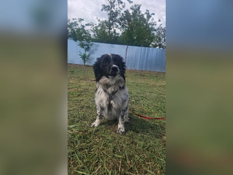 Traumhund Stracciatello