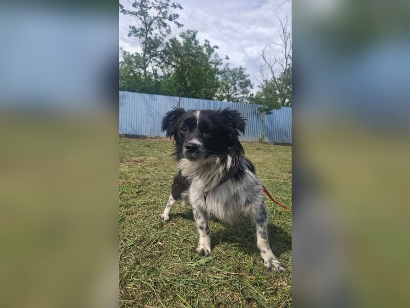Traumhund Stracciatello