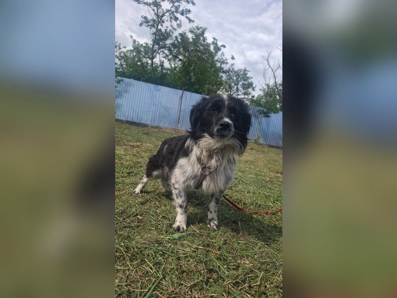 Traumhund Stracciatello
