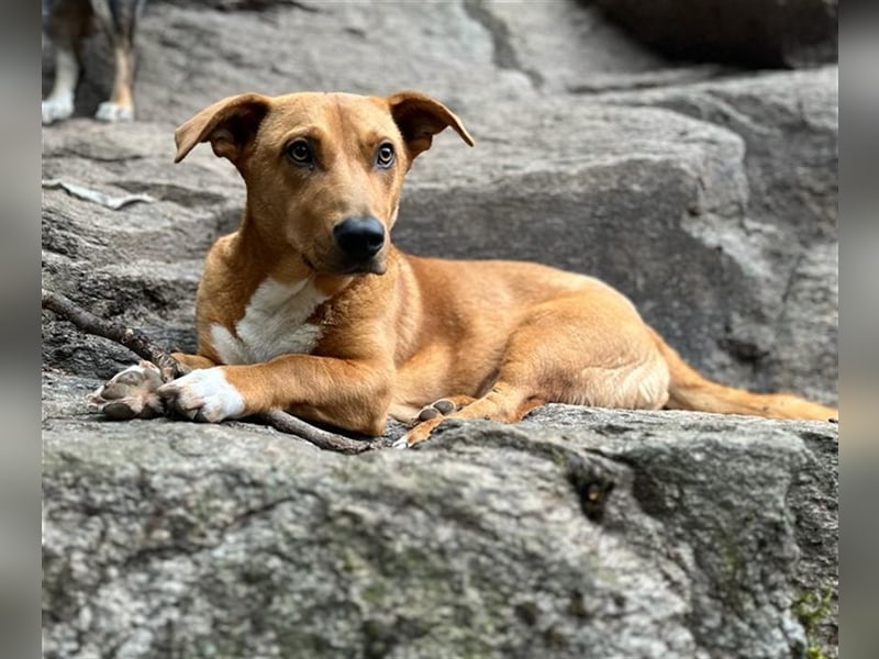 ANDY, Mix, geb. 7/2022