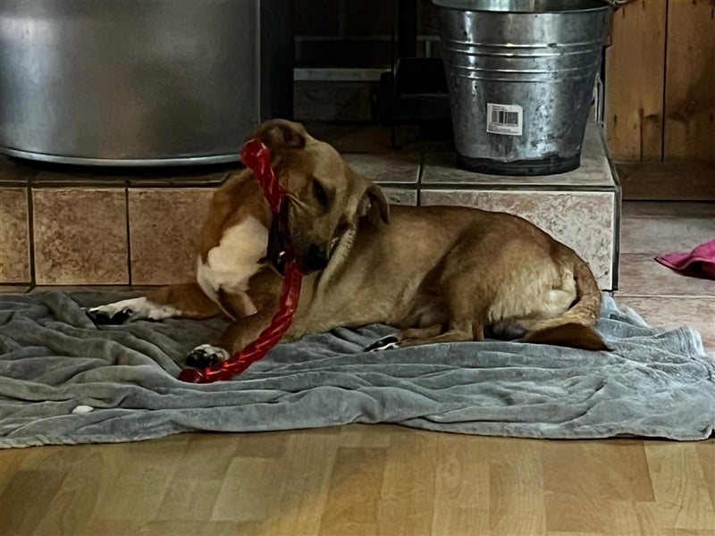 ANDY, Mix, geb. 7/2022