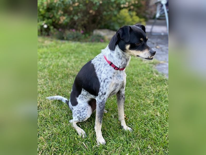 RYANA Mix, geb. 07/2020