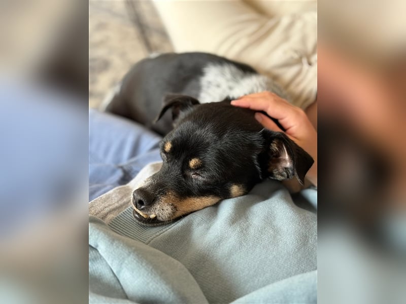 RYANA Mix, geb. 07/2020