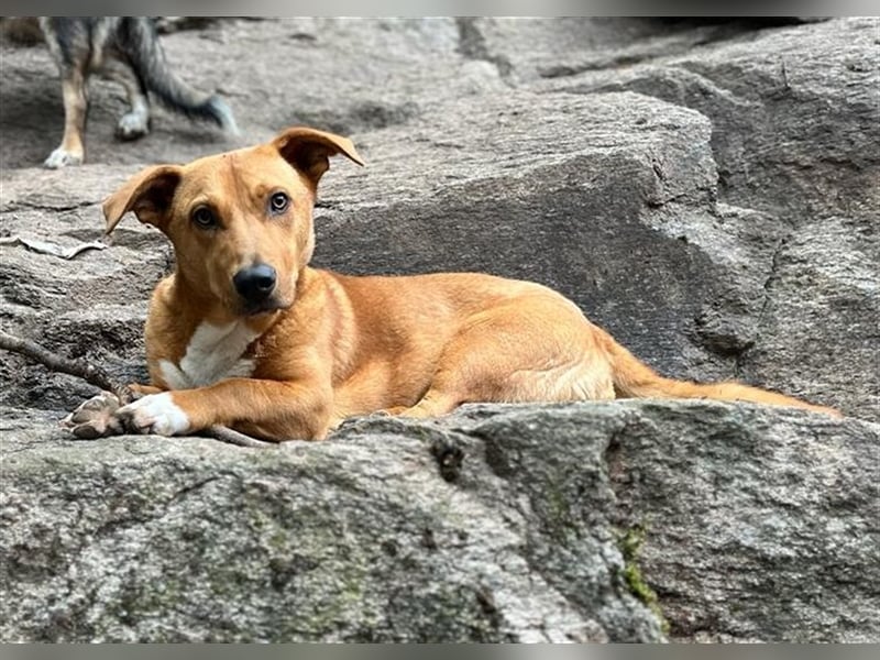 ANDY, Mix, geb. 7/2022