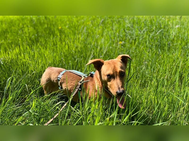 ANDY, Mix, geb. 7/2022