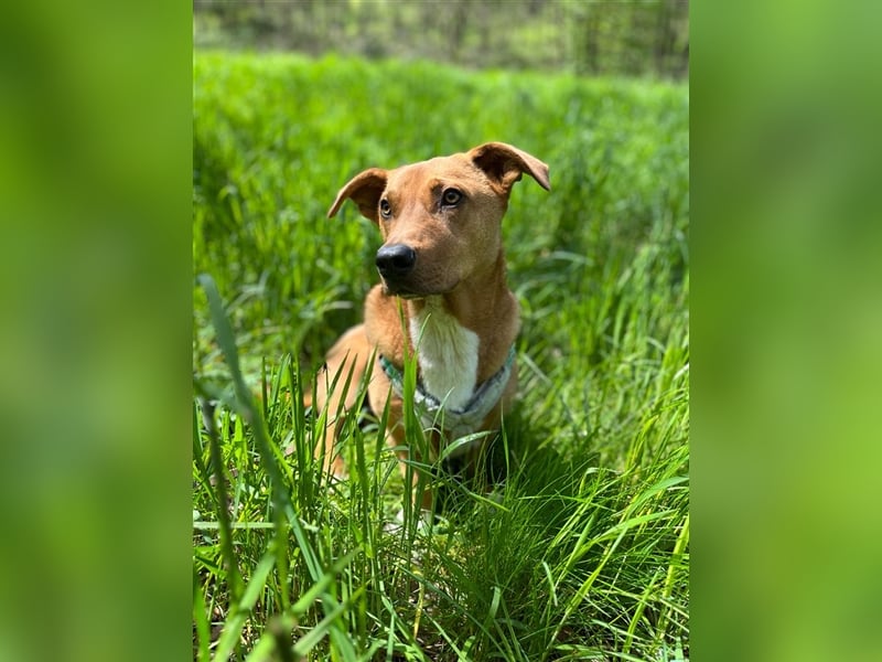 ANDY, Mix, geb. 7/2022