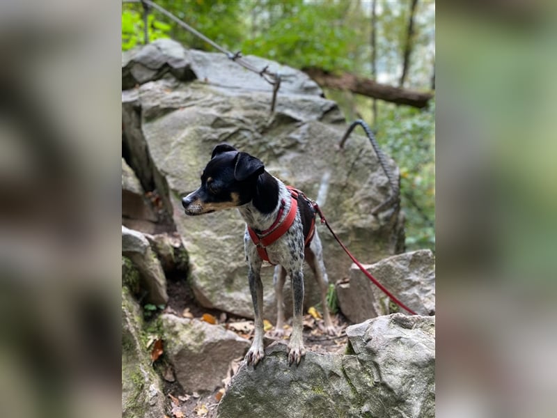 RYANA Mix, geb. 07/2020