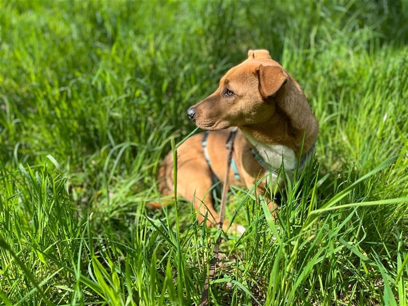 ANDY, Mix, geb. 7/2022