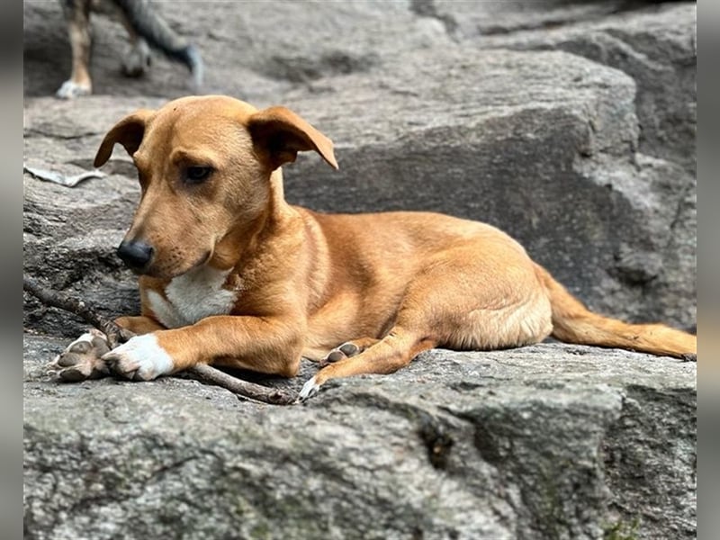 ANDY, Mix, geb. 7/2022