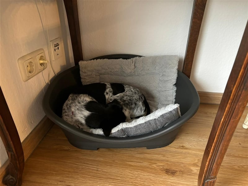 RYANA Mix, geb. 07/2020