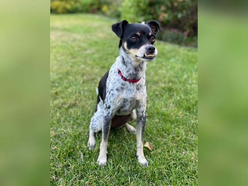 RYANA Mix, geb. 07/2020