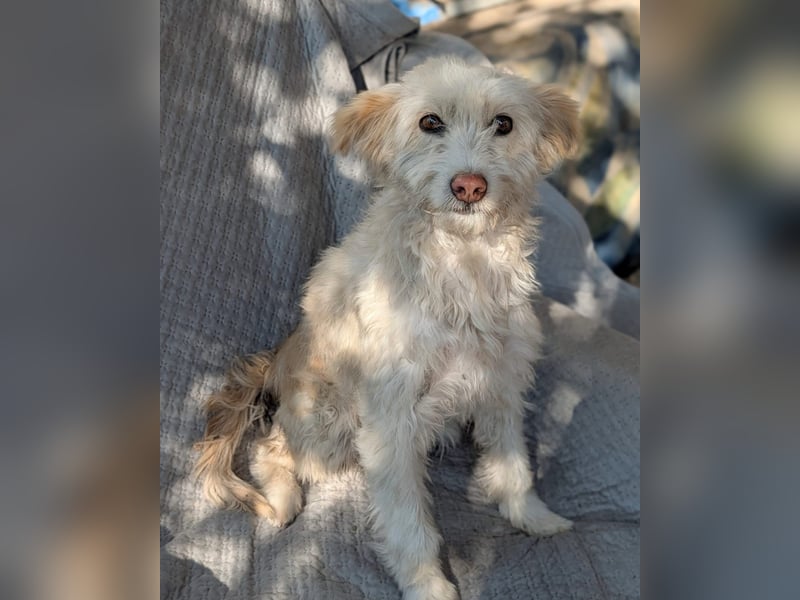 Blondie, 5 Jahre alt,