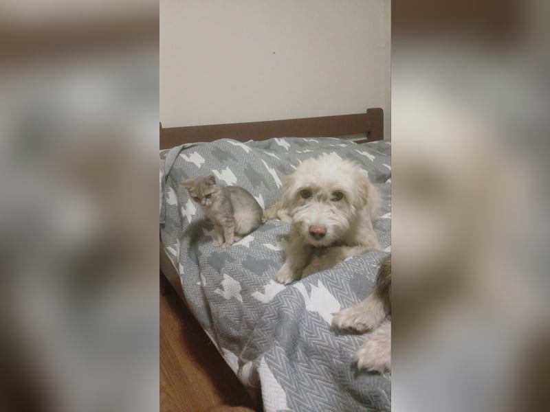 Blondie, 5 Jahre alt,