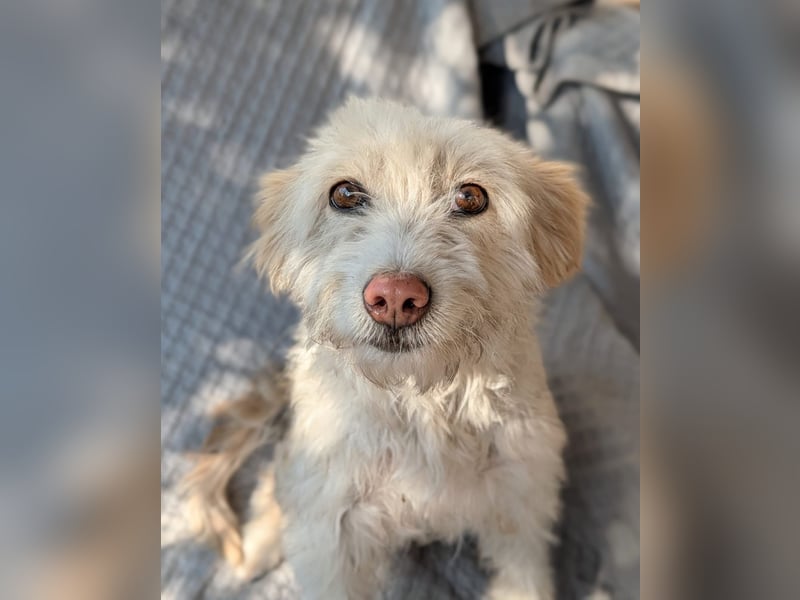 Blondie, 5 Jahre alt,