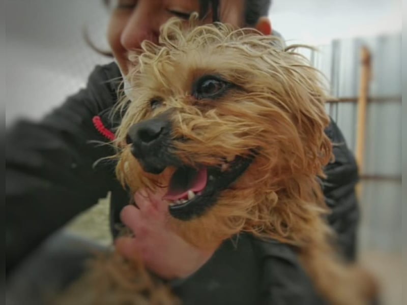 JOY * kleiner Süsser sucht Zuhause!