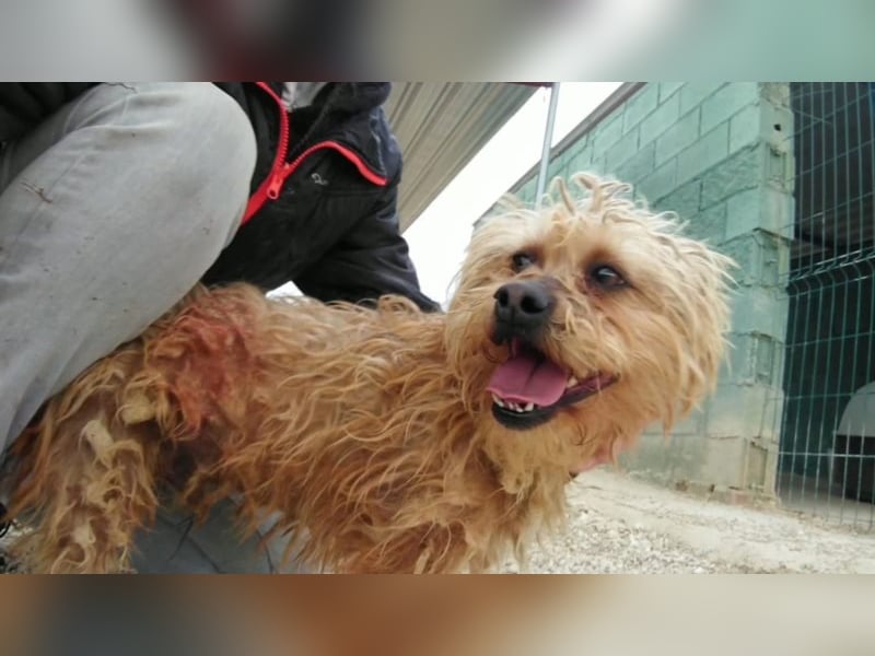 JOY * kleiner Süsser sucht Zuhause!