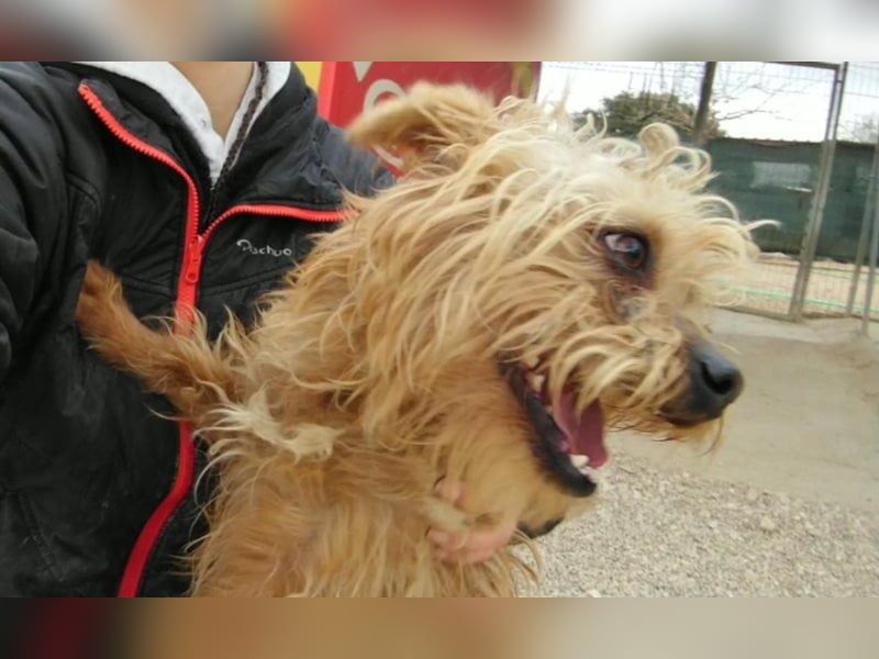 JOY * kleiner Süsser sucht Zuhause!