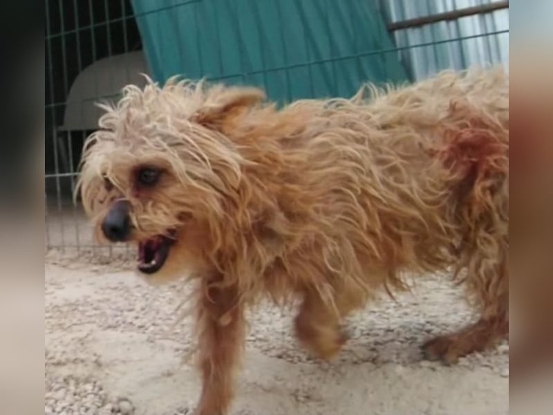 JOY * kleiner Süsser sucht Zuhause!