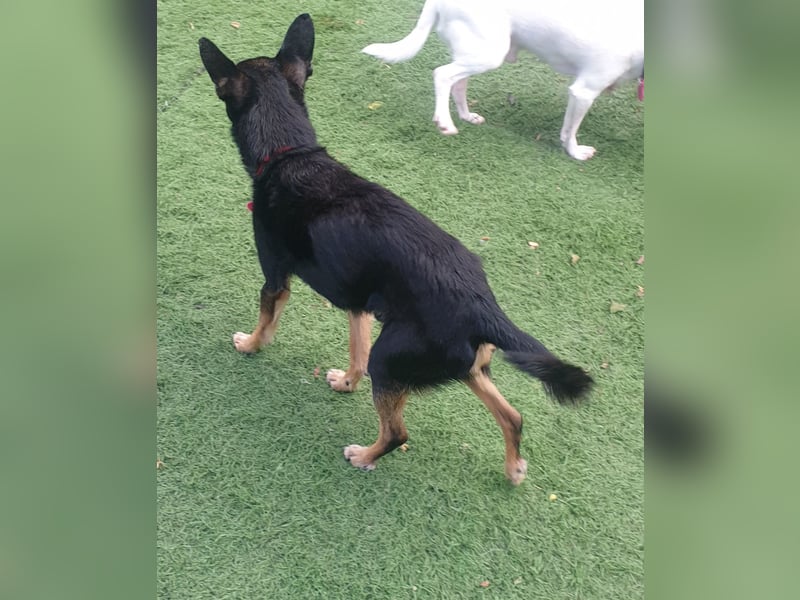 Panchito – herzig kleiner Seelenhund