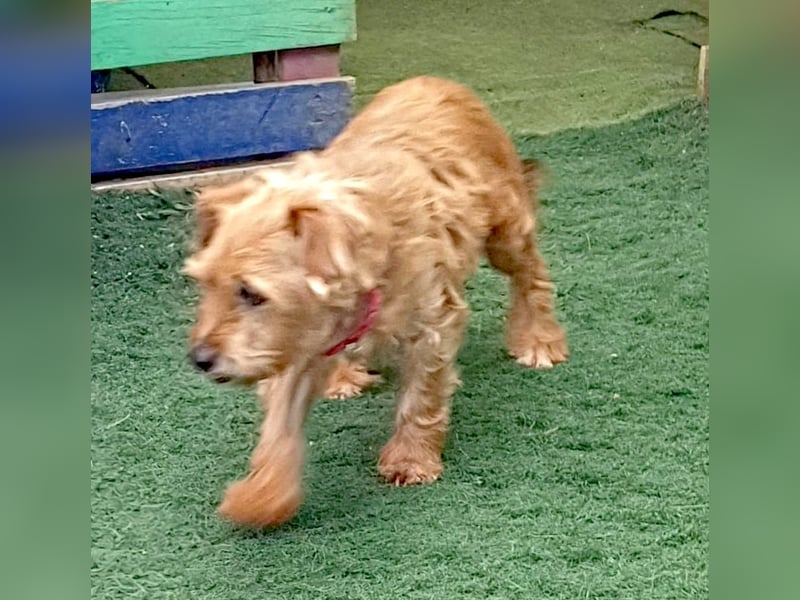 HARRY – ein kleiner Gute-Laune-Hund