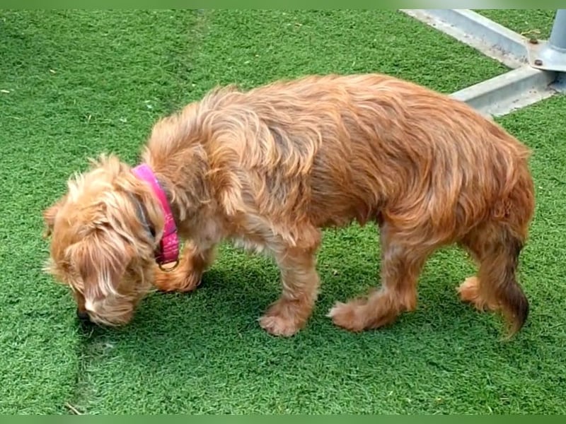 HARRY – ein kleiner Gute-Laune-Hund