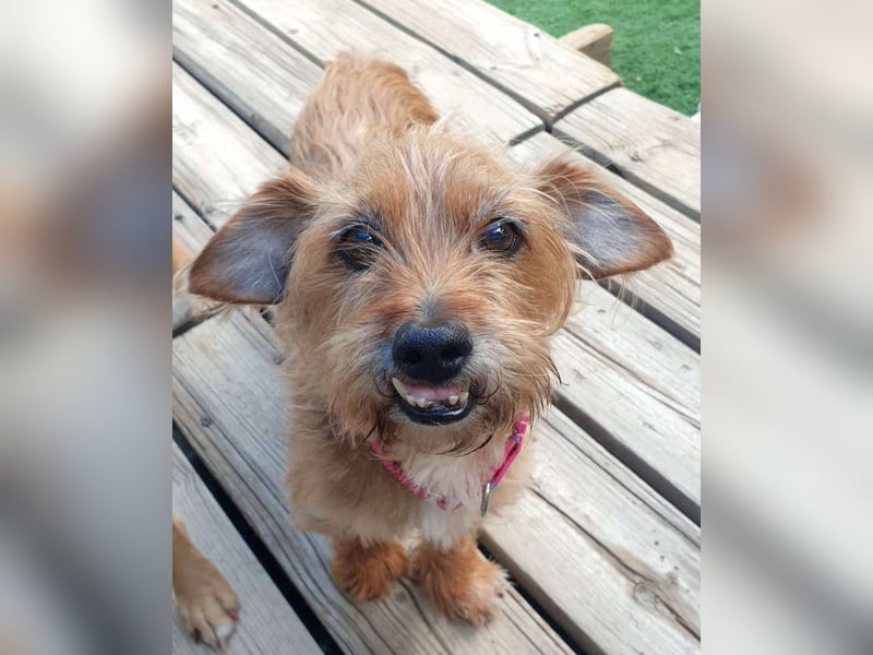 HARRY – ein kleiner Gute-Laune-Hund