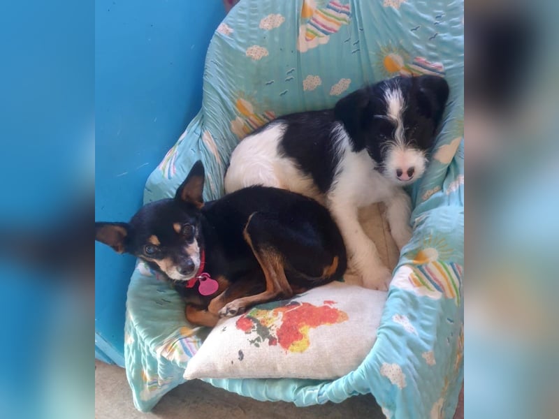 Panchito – herzig kleiner Seelenhund