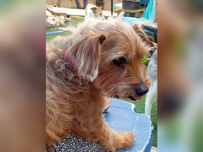 HARRY – ein kleiner Gute-Laune-Hund