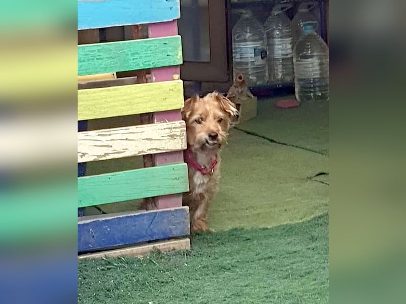 HARRY – ein kleiner Gute-Laune-Hund