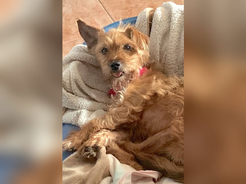 HARRY – ein kleiner Gute-Laune-Hund