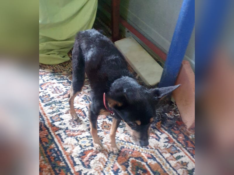 Panchito – herzig kleiner Seelenhund