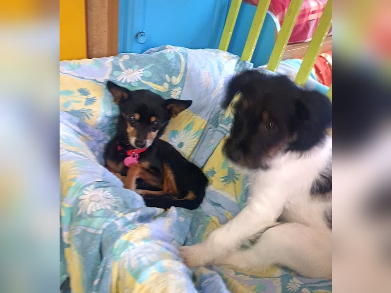 Panchito – herzig kleiner Seelenhund