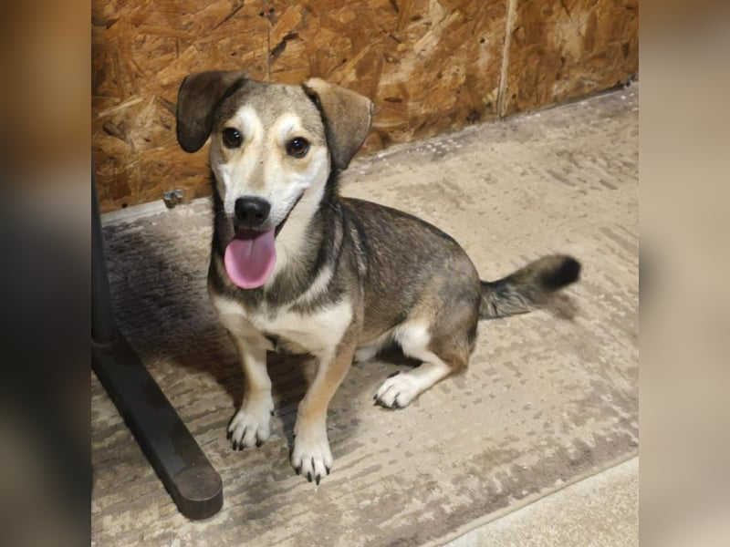 Popes - wo darf ich Zuhause sein?