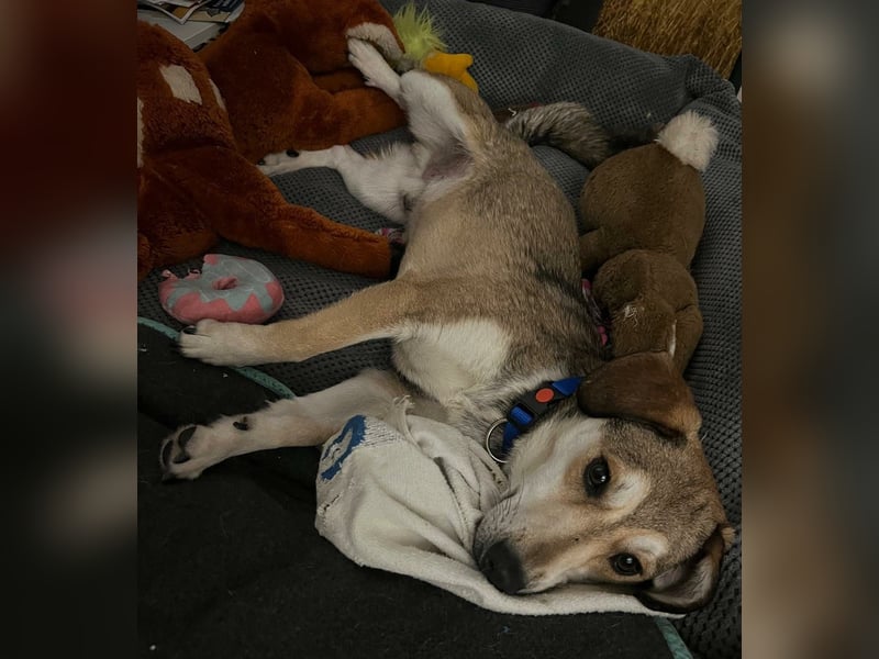 Popes - wo darf ich Zuhause sein?