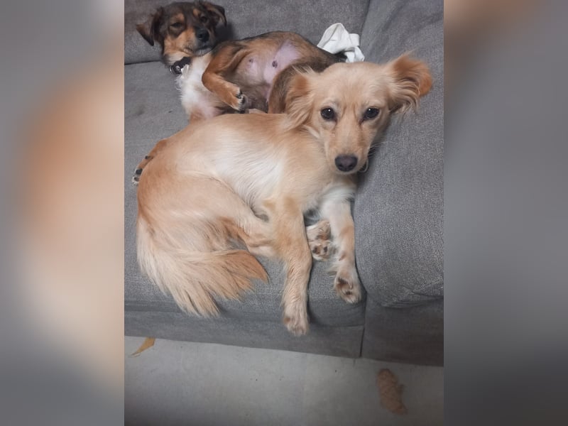 Kleine Hündin Luna möchte dein Herz erobern