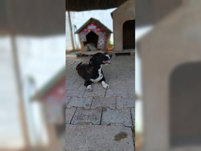 Budy, lustiger, verspielter, sozialer Rüde
