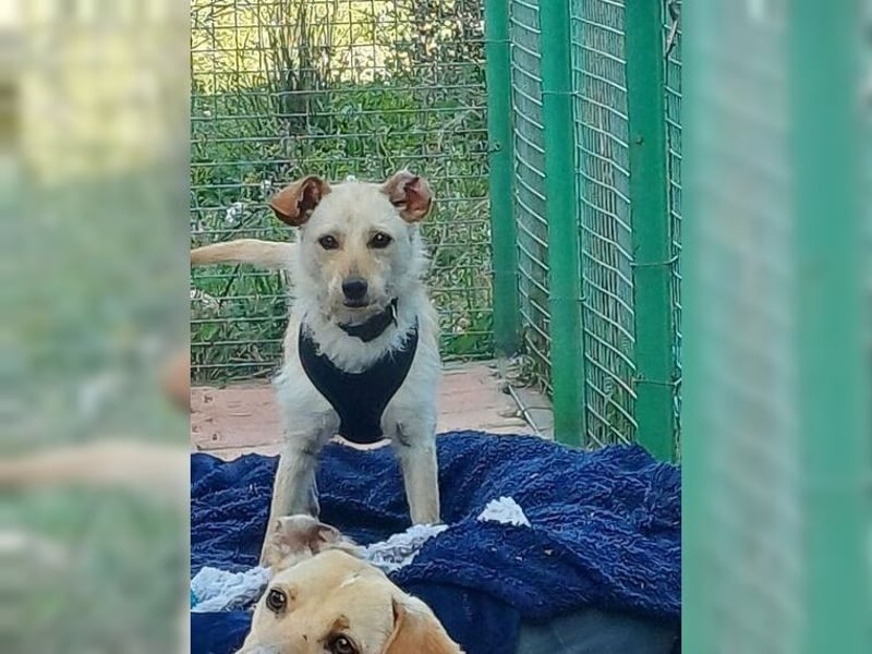 Minu, kleine, zarte, verspielte Zaubermaus